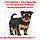 АКЦІЯ! Royal Canin Yorkshire Terrier Puppy (Йоркшир Терьер) корм для цуценят 1.5КГ + 4 вологих паучів У ПОДАРУНОК!, фото 7