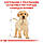 Royal Canin Labrador Retriver 30 Puppy сухий корм для цуценят до 15 місяців 3КГ, фото 5