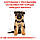 Royal Canin German Shepherd Puppy сухий корм для цуценят породи Німецька Овчарка до 15 міс., 3КГ, фото 5