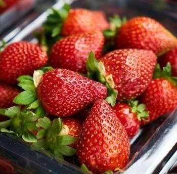 Розсада полуниці Міс Всесвіт (касетна) - середньо-піздня, великоплідна, високоурожайна