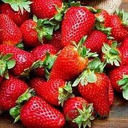 Розсада полуниці Сандра - ультра рання, солодка, крупноплідна, фото 2