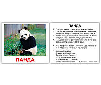 Карточки мини украинские с фактами Дикі тварини 40 карт., в пак. 8*10см, ТМ Вундеркинд с пеленок, Украина