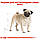 Royal Canin Pug Adult сухий корм для дорослих собак породи Мопс від 10 місяців, 0.5КГ, фото 2