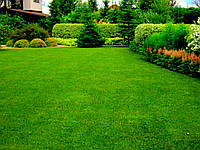 Насіння Газонна трава Універсальна 1 кг багаторічна,низькоросло, для всіх типів озеленення