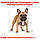 Royal Canin French Bulldog (Роял Канін Френч Бульдог) сухий корм для собак породи Французький Бульдог, 3 КГ, фото 3