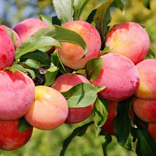 Слива Ред Харт