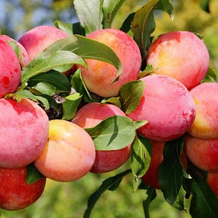 Слива Ред Харт, фото 1