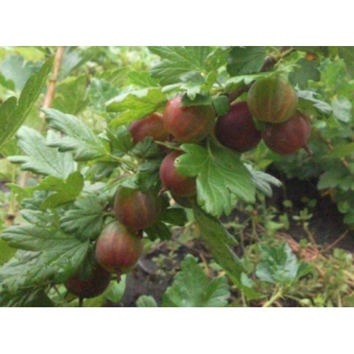 Крыижовник  Шенон