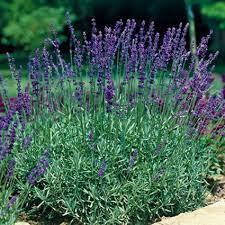ЛавандаEllagance Purple (саджанці), фото 1