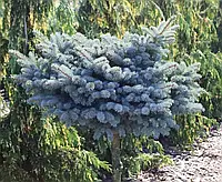 Ялина колюча Glauca Globosa (Висота 1.2 м)