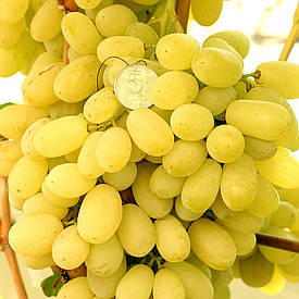 Саджанці винограду "Лора"