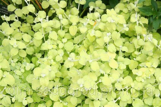 Черенок Гелихризум черешковый Petiolare Gold, цена 18 грн — Prom.ua (ID ...