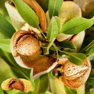 Мигдаль солодкий "Форос" (середній термін дозрівання)