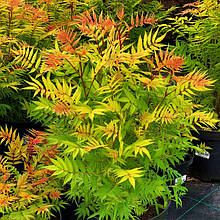 Горобник Сем / Sorbaria sorbifolia Sem / С10
