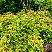 Горобник Черрі / Sorbaria sorbifolia Magical Cherry on Top, фото 6