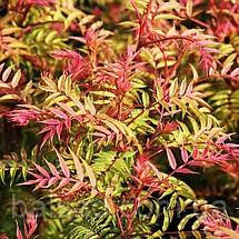 Горобник Черрі / Sorbaria sorbifolia Magical Cherry on Top, фото 4