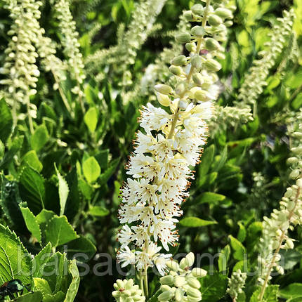 Клетра вільхолиста Хаммінгберд / С3 / Clethra Hummingbird, фото 2