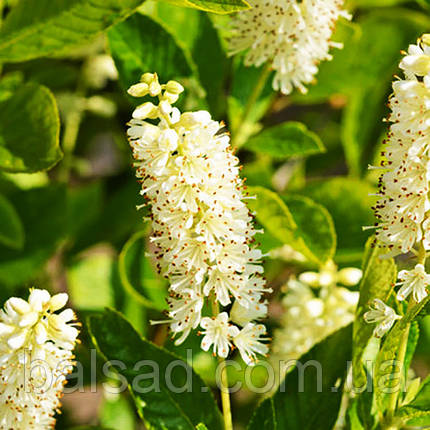 Клетра вільхолиста Хаммінгберд / С3 / Clethra Hummingbird, фото 1