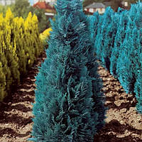 Кипарисовики