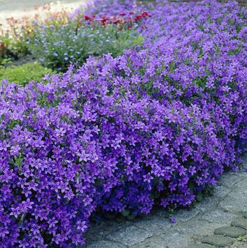 Дзвіночок Пожежського