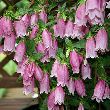 Дзвіночок точковий (контейнер 0,5л)