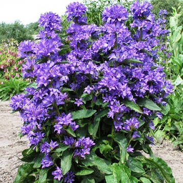 Дзвіночок Emerald (Емеральд)