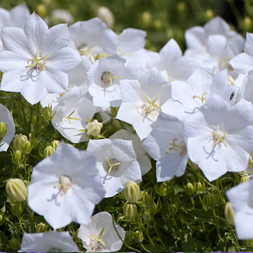 Дзвіночок карпатський білий Weisse Clips