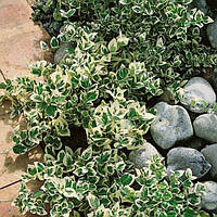 Бруслини (бересклети)