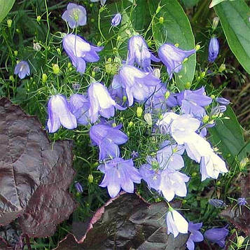 Дзвіночок круглолистий блакитний