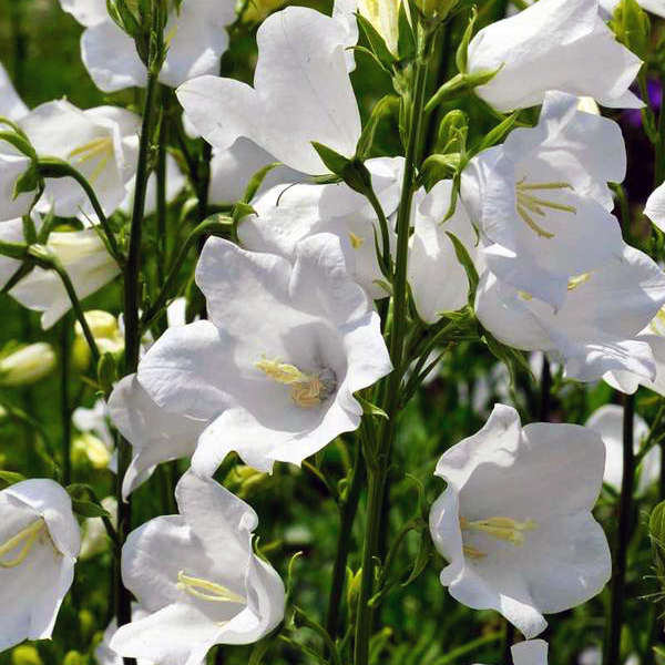 Дзвіночок персиколистий білий, фото 1