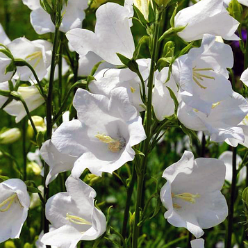 Дзвіночок персиколистий білий