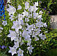 Дзвіночок персиколистий білий, фото 2