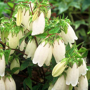 Дзвіночок точковий білий