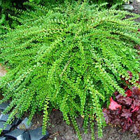 Жимолості вічнозелені