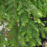 Інші хвойні і вічнозелені