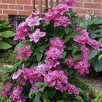 Клематіси і княжики