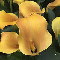 Бульби Калла Jack O Lantern (1 шт)