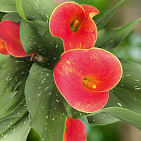 Бульби Калла Kasai 12/14 (1 шт)