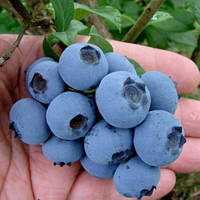 Голубіки (лохини)