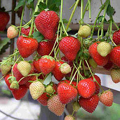 Саджанці полуниці Моллінг Аллюр (Malling Allure), клас А