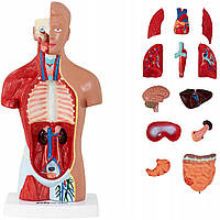 Анатомічна модель людського торсу 3D
