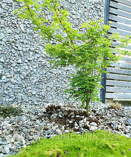 Клен японський 