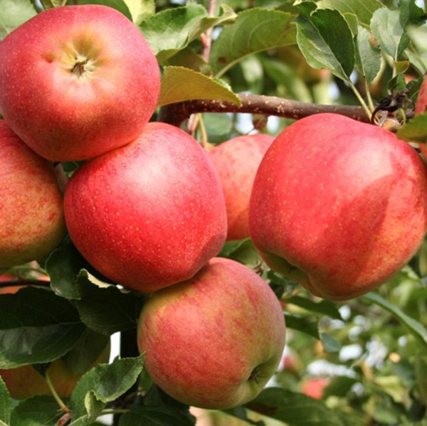 Яблуня Гала Маст