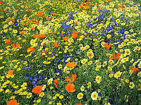 Семена Мавританский газон декоративный 10кг цветочно-газонная смесь, многолетняя цветущая поляна