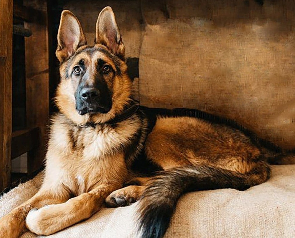 Алмазна мозаїка Німецька вівчарка My-Art TN1122 (40 x 50 см) на підрамнику, фото 1