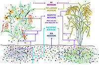 Microbiome Wheat Rescue / Ензими захист від глютену 60 капс, фото 5
