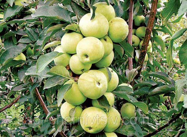 Саджанці колоноподібної яблуні Трайденг