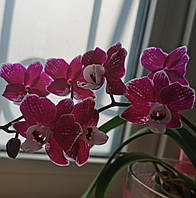 Орхидея Phal. Kaoda Twinkle × pulcherrima, Подросток 2,5