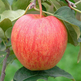 Яблуко Целесті