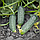 Огірок Nunhems "Пролікс" F1 1000 насінин, фото 2